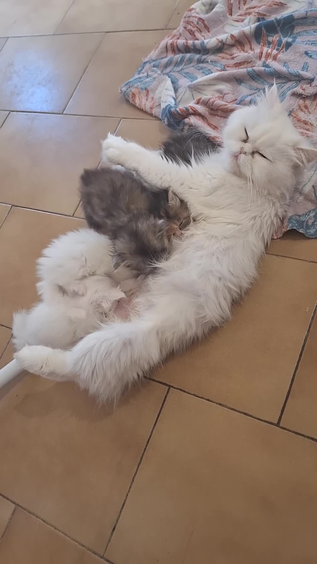 Persiano gatti in vendita: Persiane chinchilla - Video 2