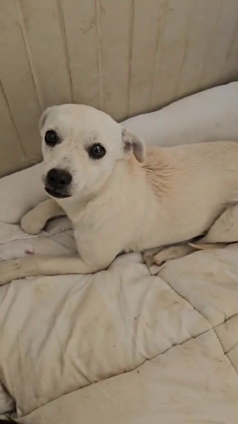 Meticcio cani in regalo: Fiamma: taglia piccola, 1 anno, socievole  - Video 2