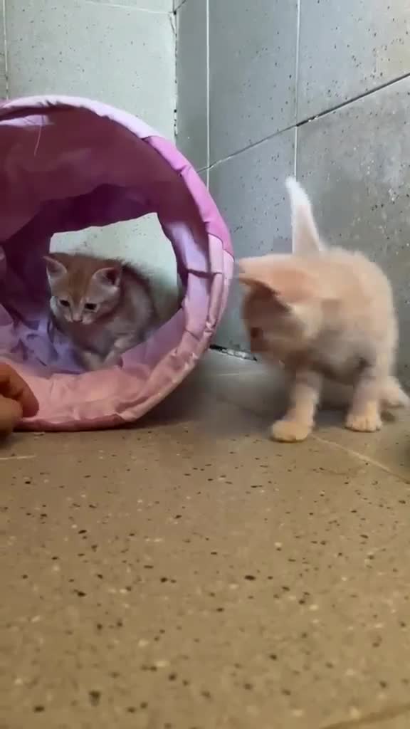 Meticcio gatti in regalo: SCATMAN DOLCISSIMO MICINO SOGNA UNA MAMMA TUTTA SU - Video 2