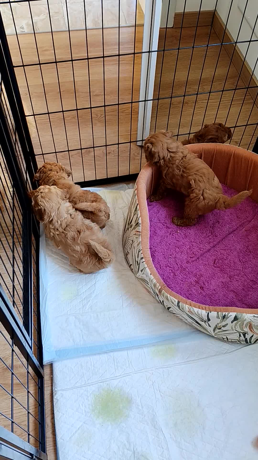 Barboncino cani in vendita: Cuccioli BARBONCINI nani - Video 1