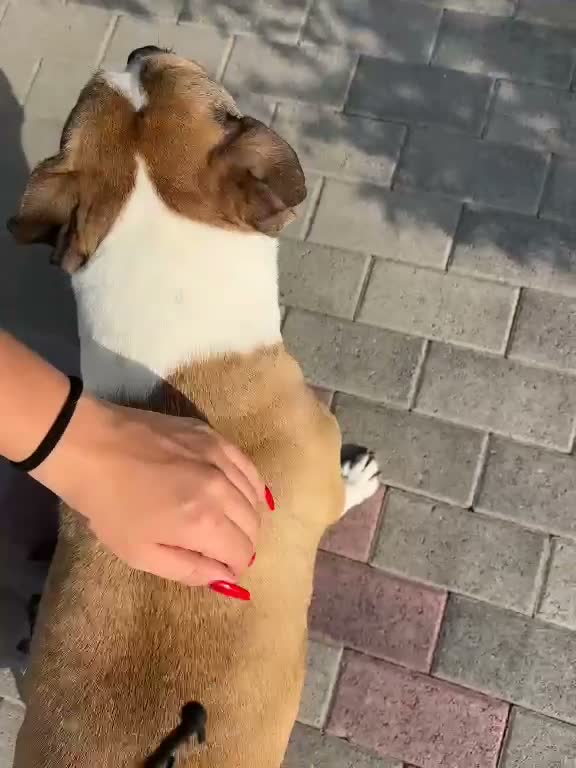 Meticcio cani in regalo: GOLD BELLISSIMO AMSTAFF - Video 1
