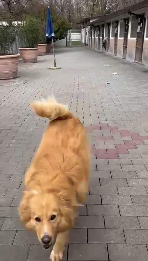 Meticcio cani in regalo: DIOR CAGNOLINO FULVO - Video 2