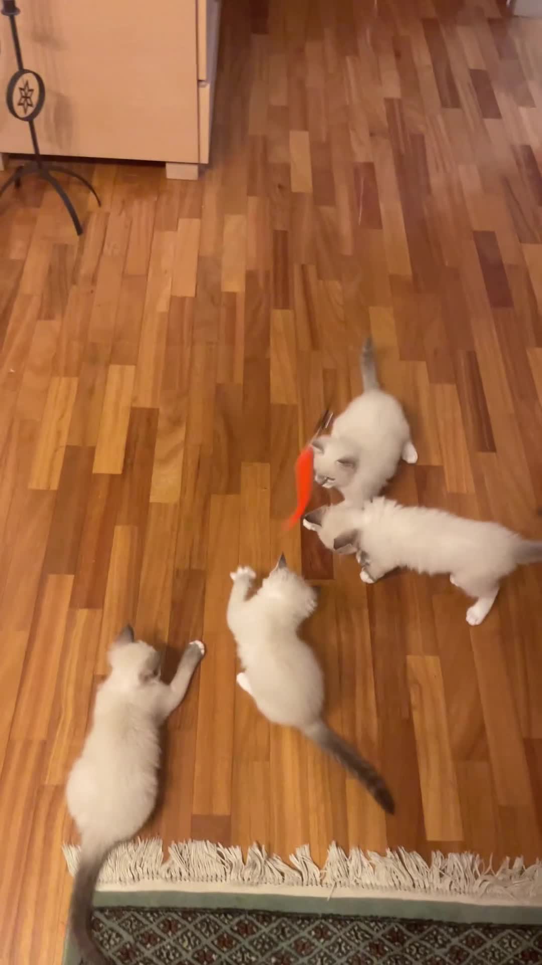 Ragdoll gatti in vendita: Gatto ragdoll - Video 1