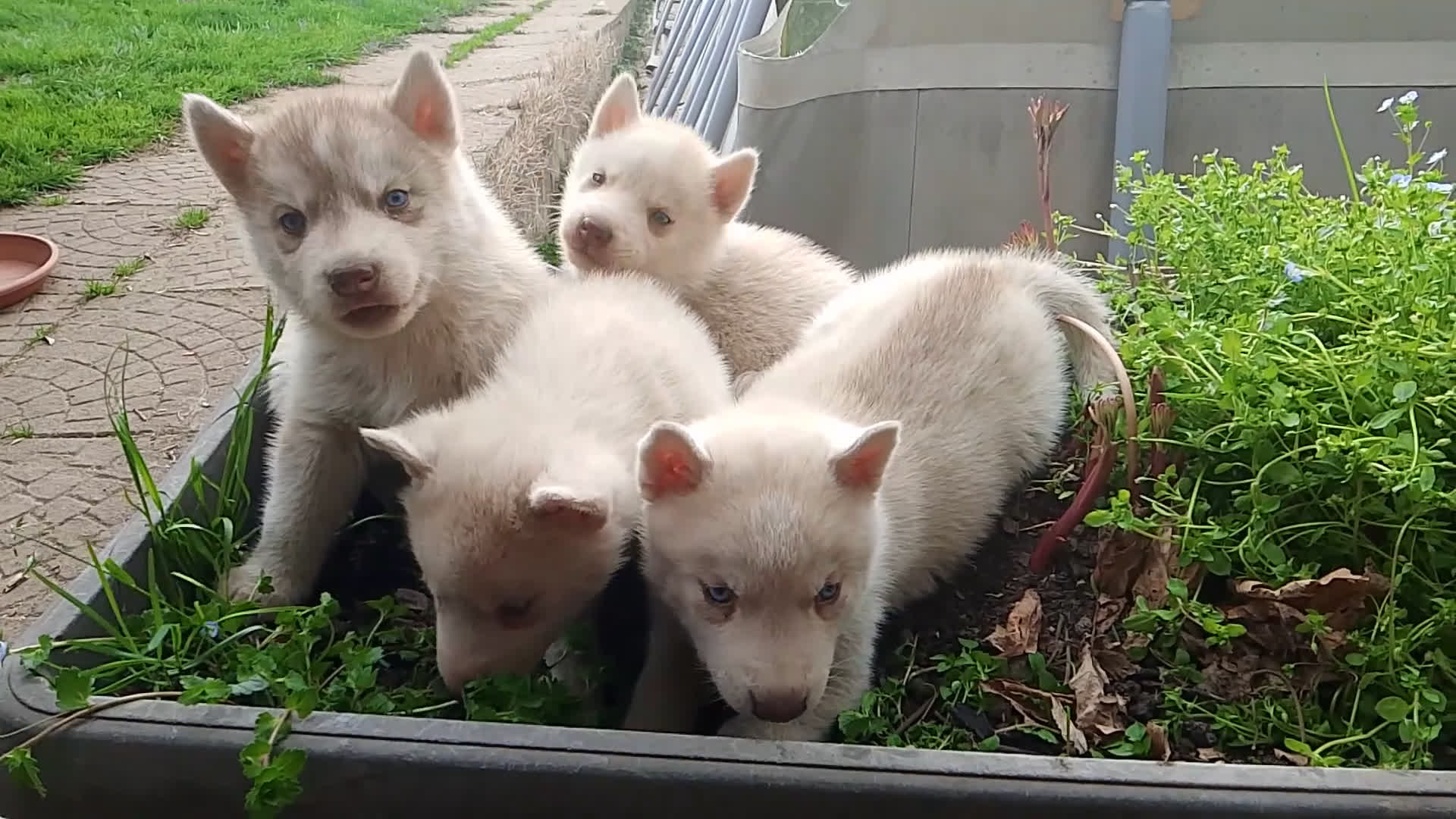 Husky cani in vendita: Cuccioli di siberian husky  - Video 3