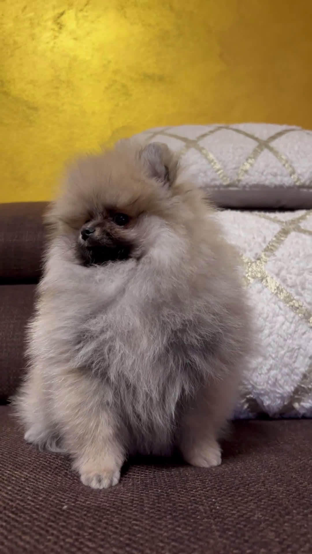 Volpino Pomerania cani in vendita: CUCCIOLA DI POMERANIA CON PEDIGREE ENCI - Video 1