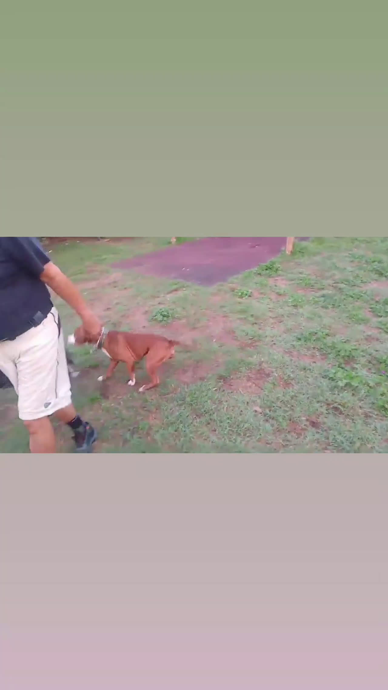 Pitbull cani in regalo: Affettuoso - Video 1