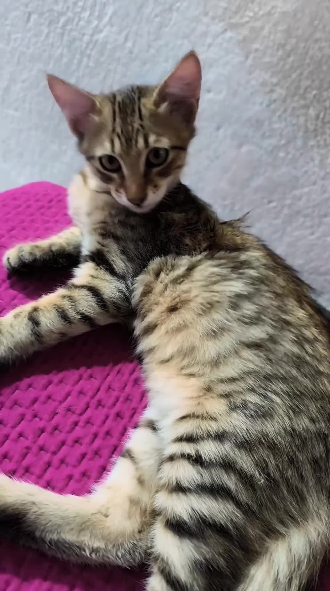 Altre razze gatti in regalo: Gatti cresciuti in casa a Città metropolitana di Messina - Video 1