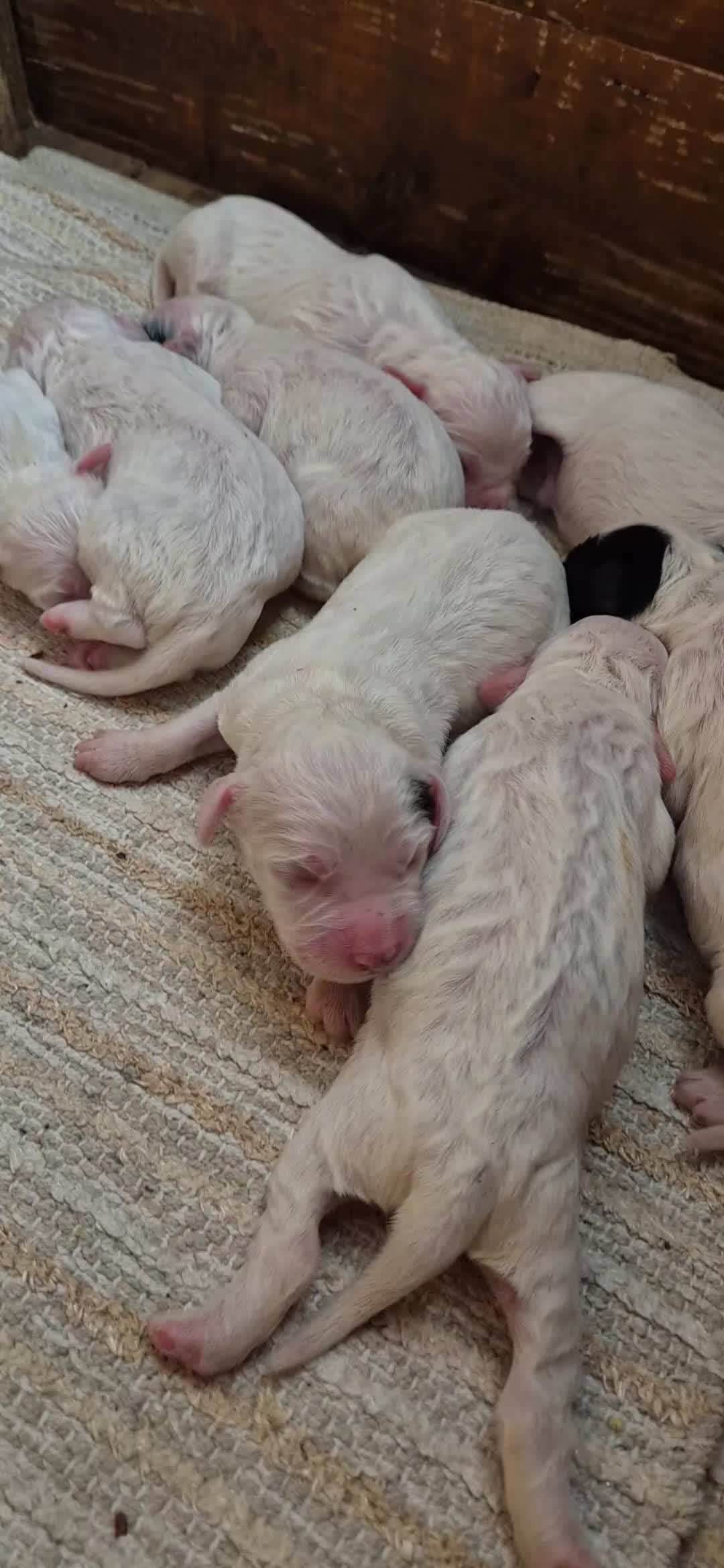 Setter Inglese cani in vendita: Cuccioli setter inglese - Video 1