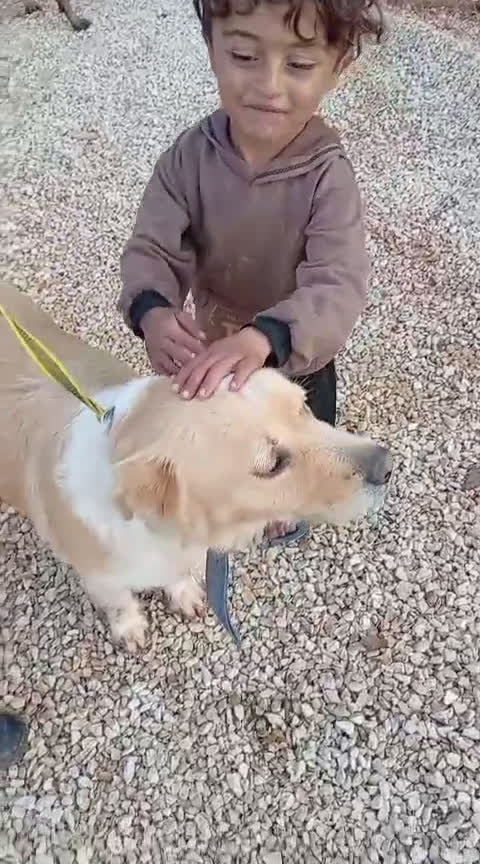 Meticcio cani in regalo: River, un amore di simil Golden Retreiver - Video 2