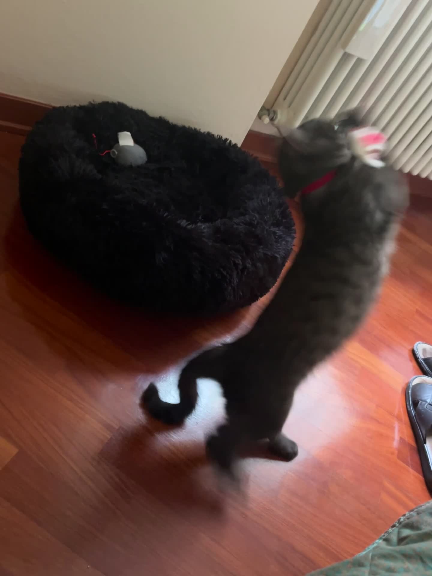 Scottish gatti in vendita: cucciola di scottish straigh+kit - Video 1