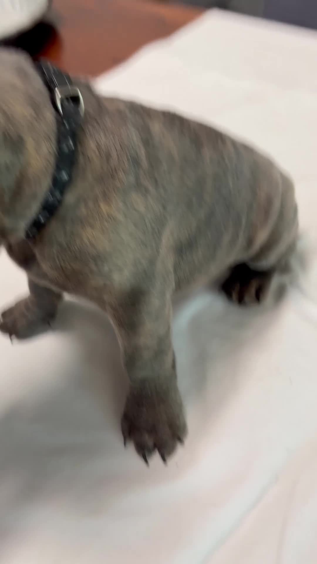 Bulldog Francese cani in vendita: Cucciolo di bulldog francese  - Video 1