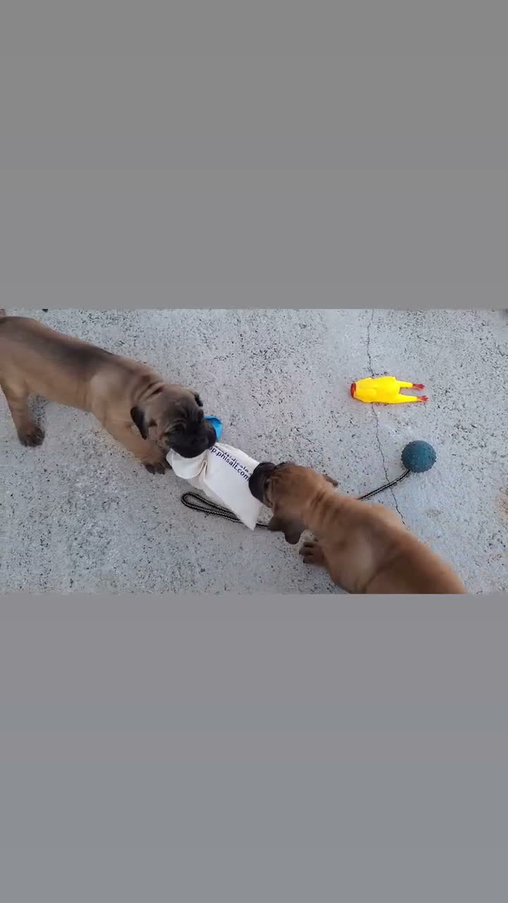 Cane Corso cani in vendita: Cane corso - Video 1