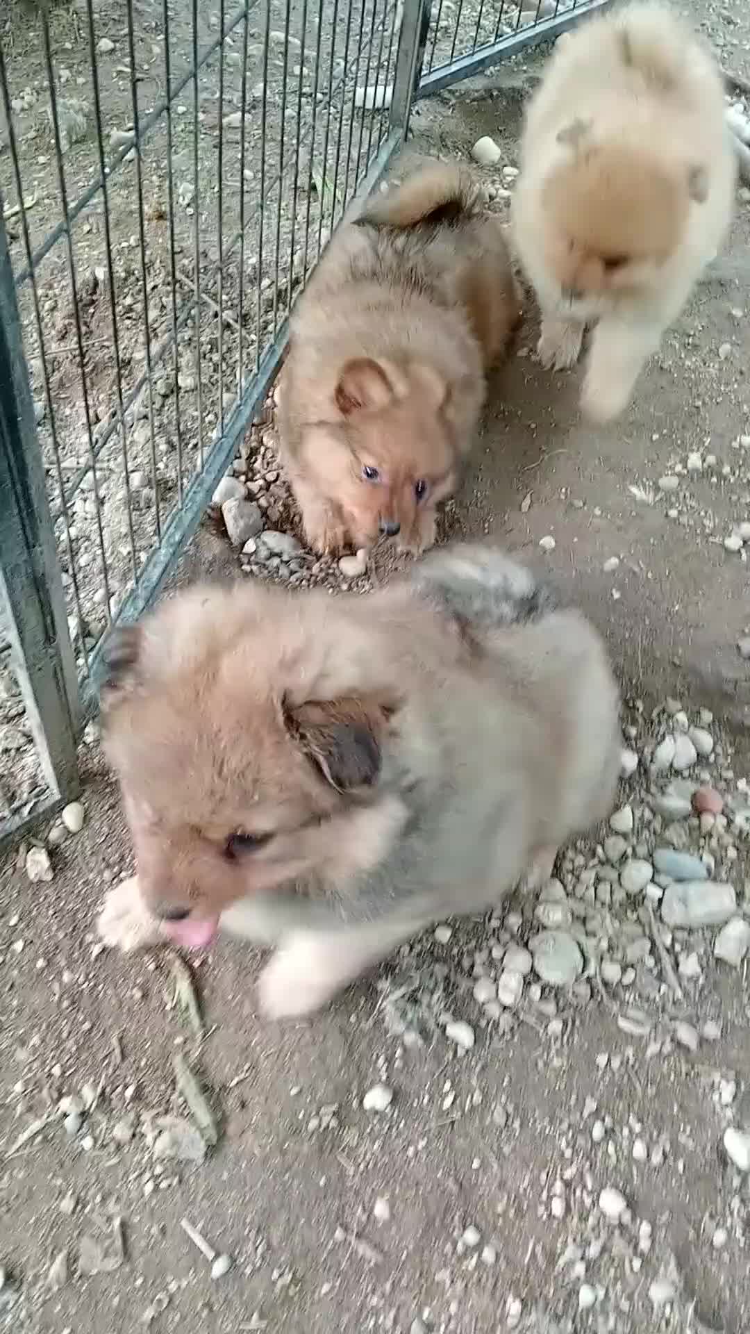 Spitz cani in vendita: Spitz tedesco piccolo  - Video 2