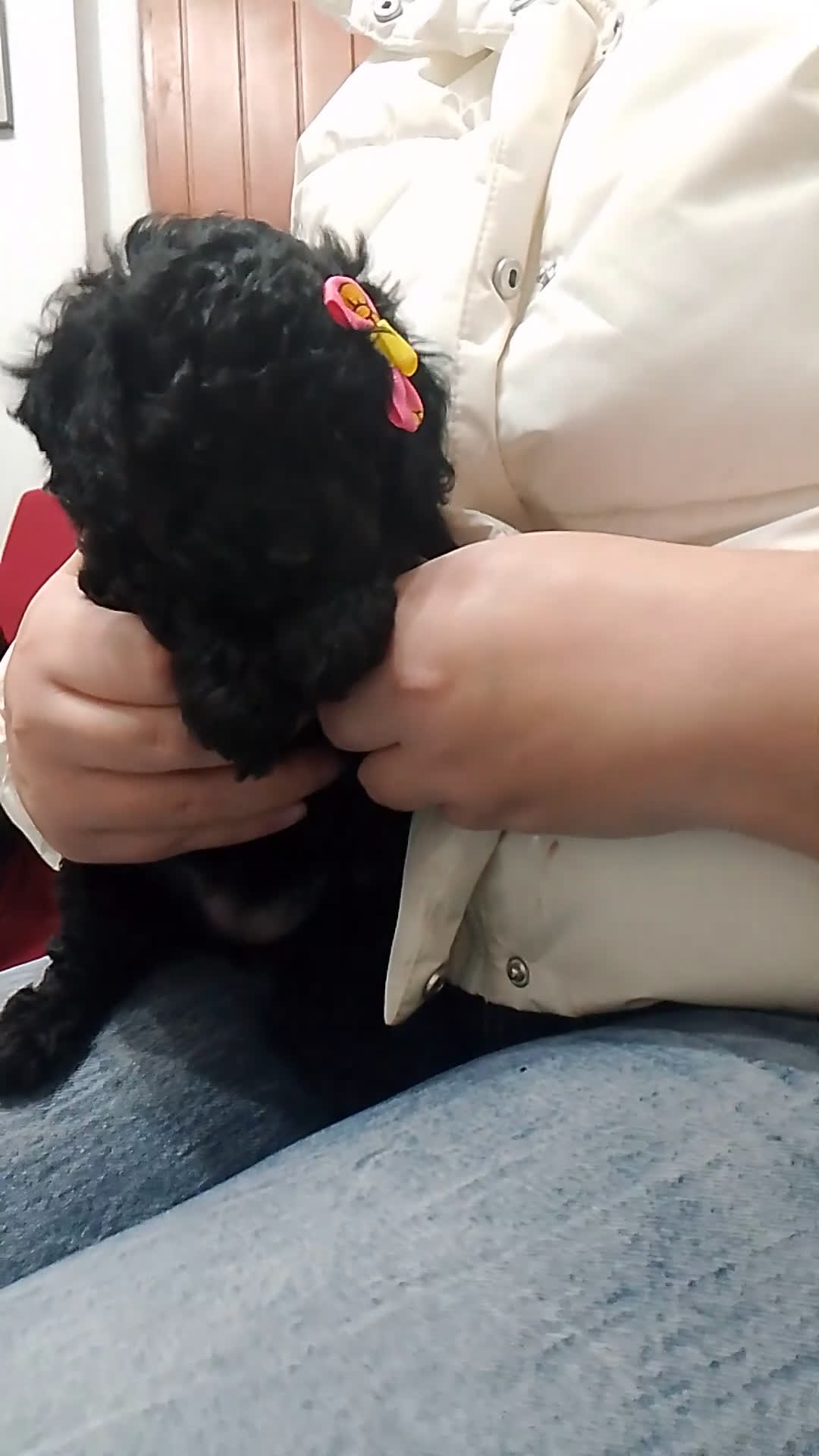 Barboncino cani in vendita: Barboncino Nano - Video 1