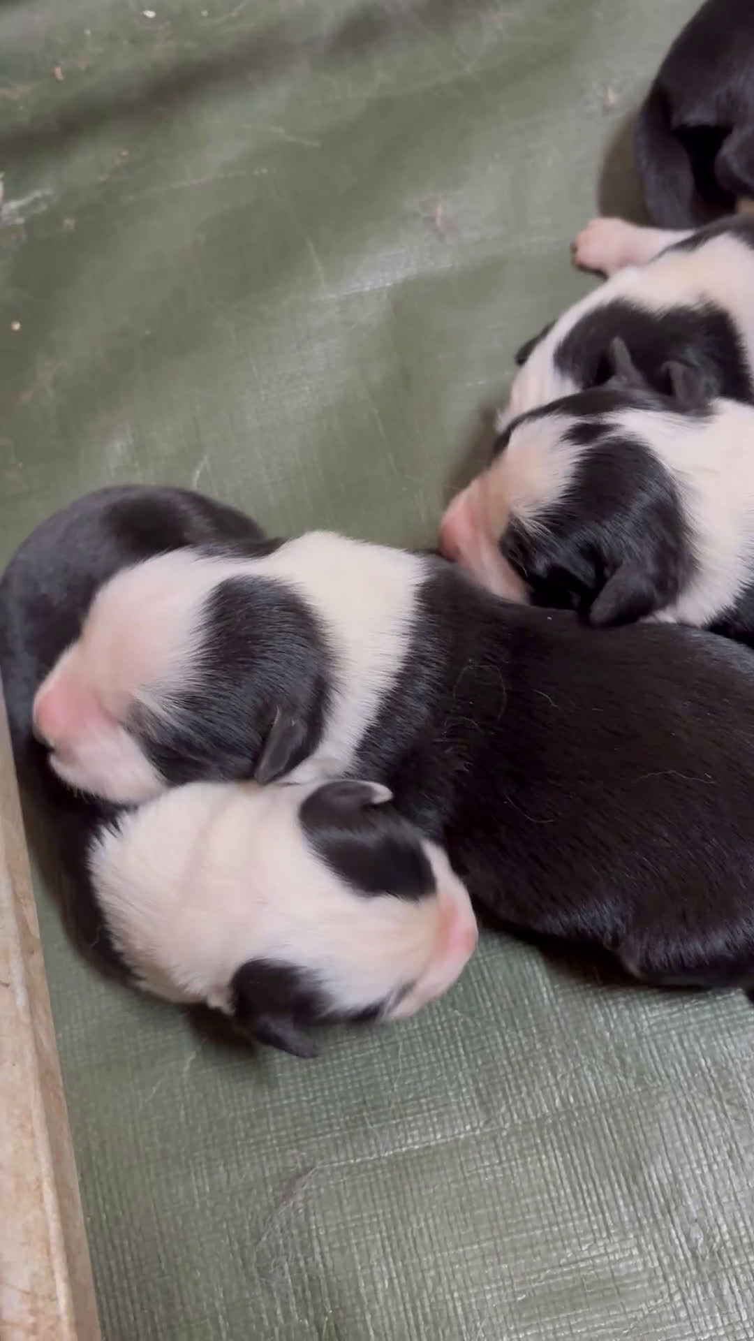 Border Collie cani in vendita: Allevamento BELVERDE border collie - Video 1