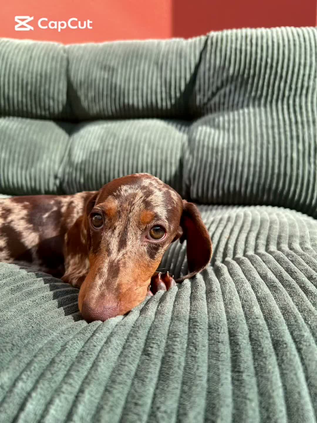 Bassotto cani in vendita: Disponibile cucciolo maschio di bassotto kaninchen - Video 1
