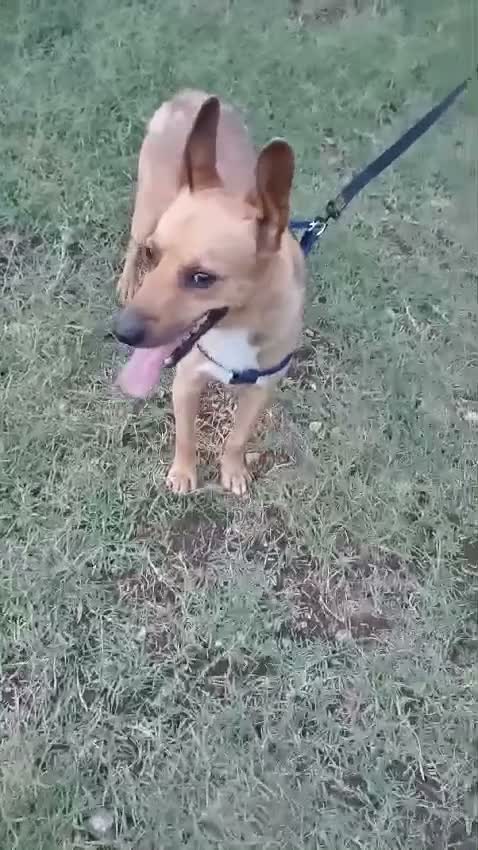Meticcio cani in regalo: ZAK 9anni tradito da chi amava a Città metropolitana di Milano - Video 1
