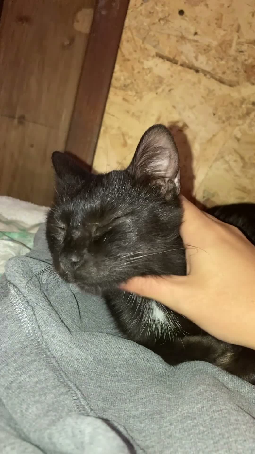 Europeo gatti in regalo: OZY CERCA CASA💖🖤 - Video 1