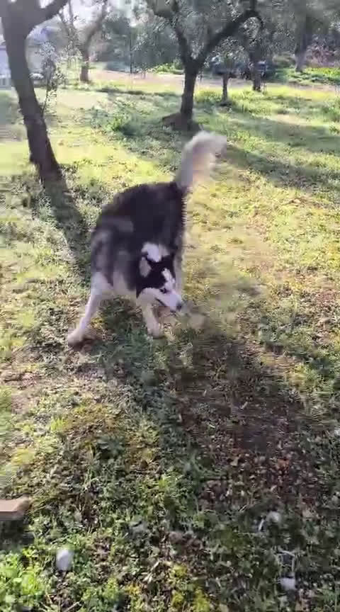 Husky cani in regalo: Una nuova vita per Wolf, husky bellissimo - Video 1