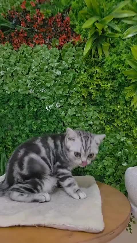 British gatti in vendita: British Shorthair con pedigree  - Video 1