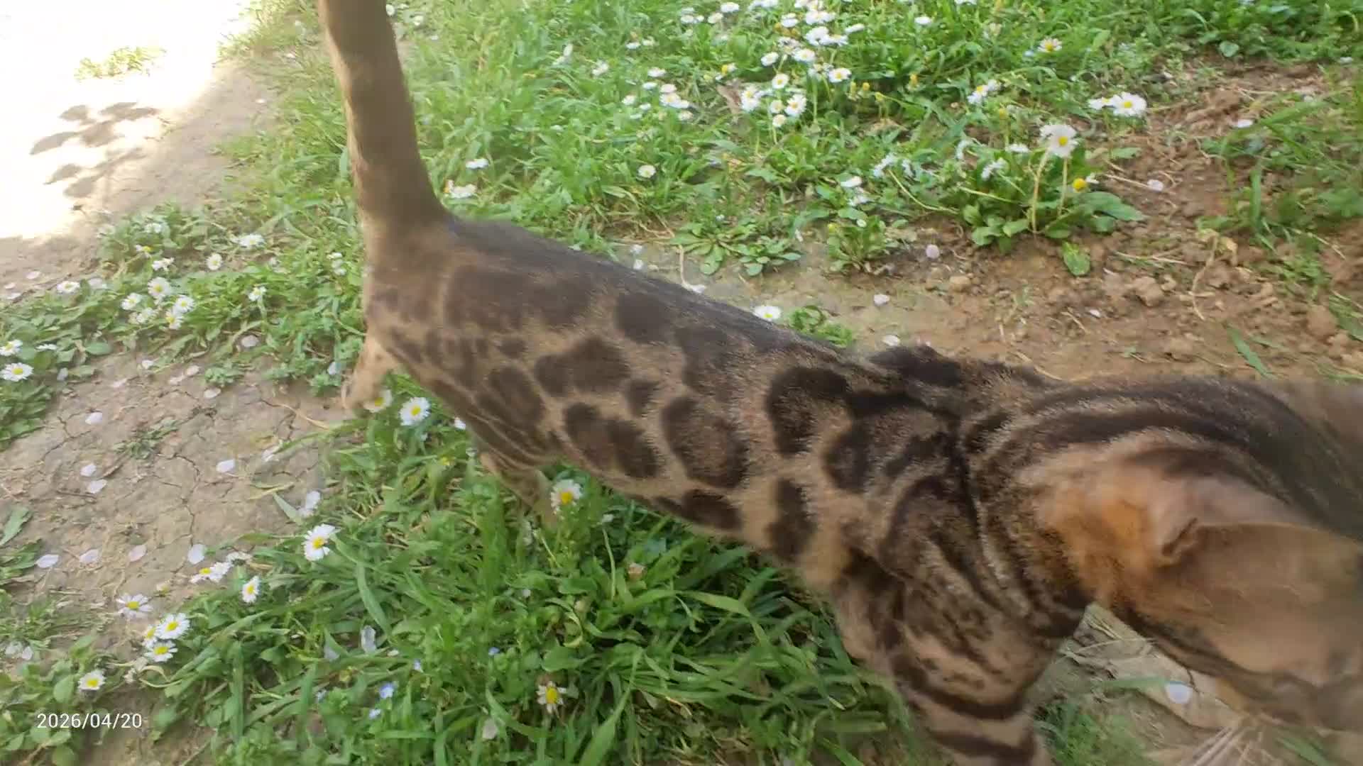 Bengala gatti in vendita: Splendida gattina Bengala  - Video 1
