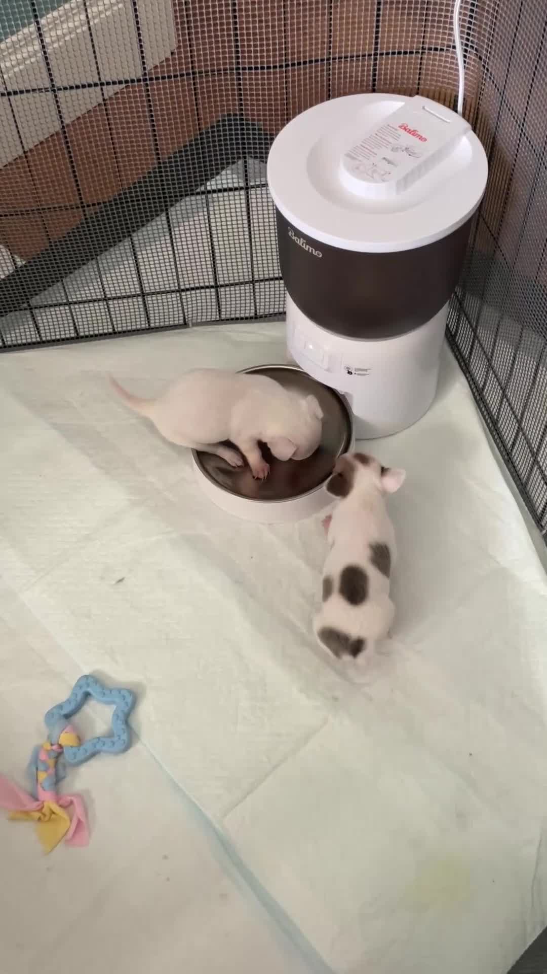 Chihuahua cani in vendita: Quattro enormi dispenser di tenerezza  a Città metropolitana di Cagliari - Video 1