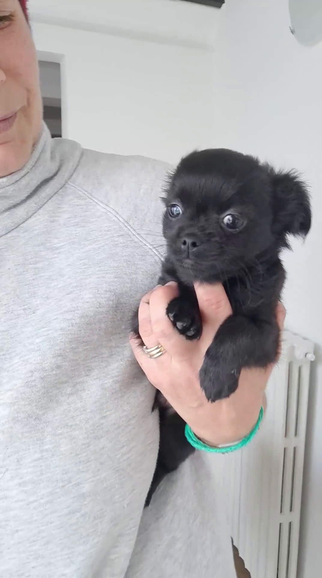 Chihuahua cani in vendita: Cuccioli chihuahua pelo lungo - Video 4