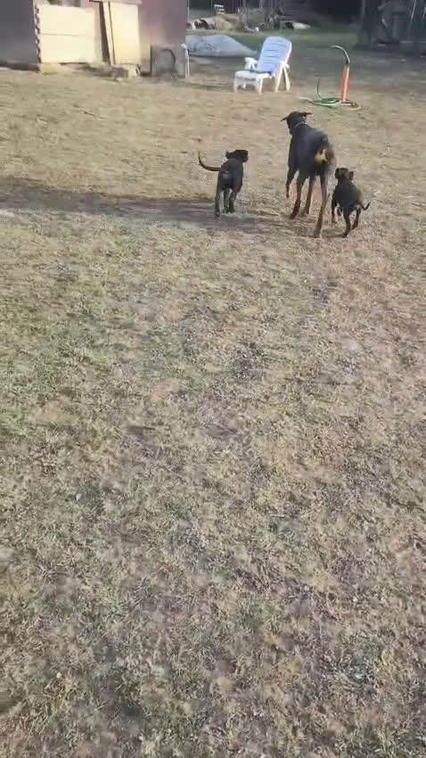 Dobermann cani in vendita: Cucciolo di dobermann - Video 1