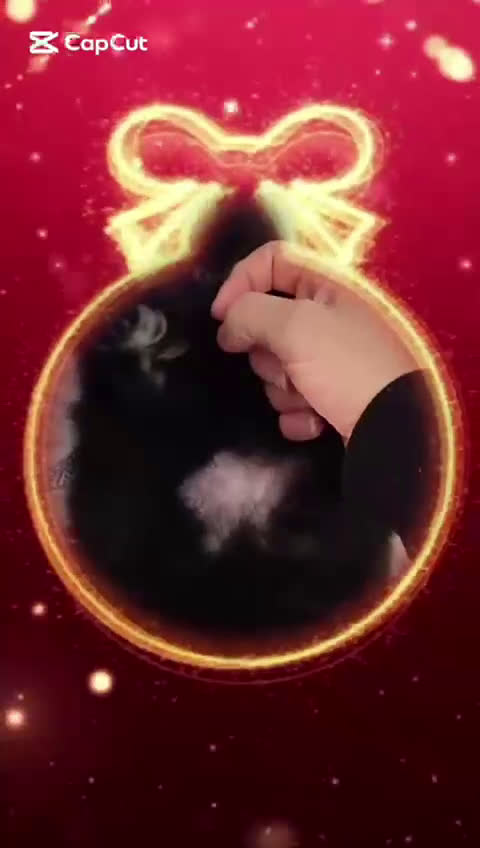 Spitz cani in vendita: SPITZ POMERANIA  - Video 1