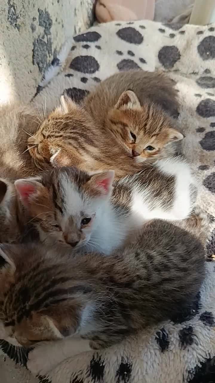 Meticcio gatti in regalo: Gattini in adozione  - Video 1