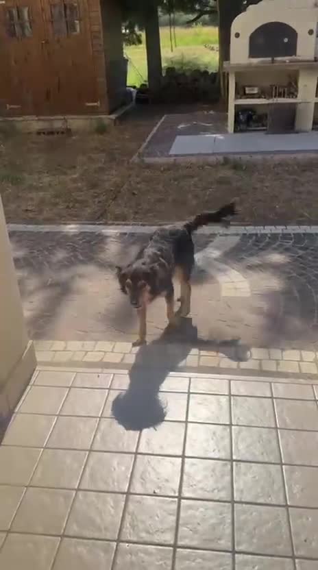 Meticcio cani in regalo: Cagnolino taglia media piccola  - Video 1