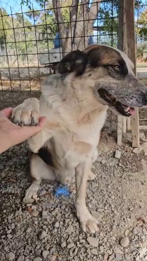 Meticcio cani in regalo: Spike un gigante dal cuore tenero - Video 1