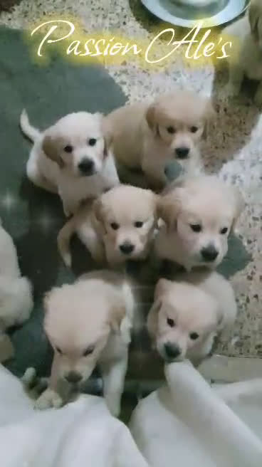 Golden Retriever cani in vendita: Cuccioli di Golden Retriever - Video 1