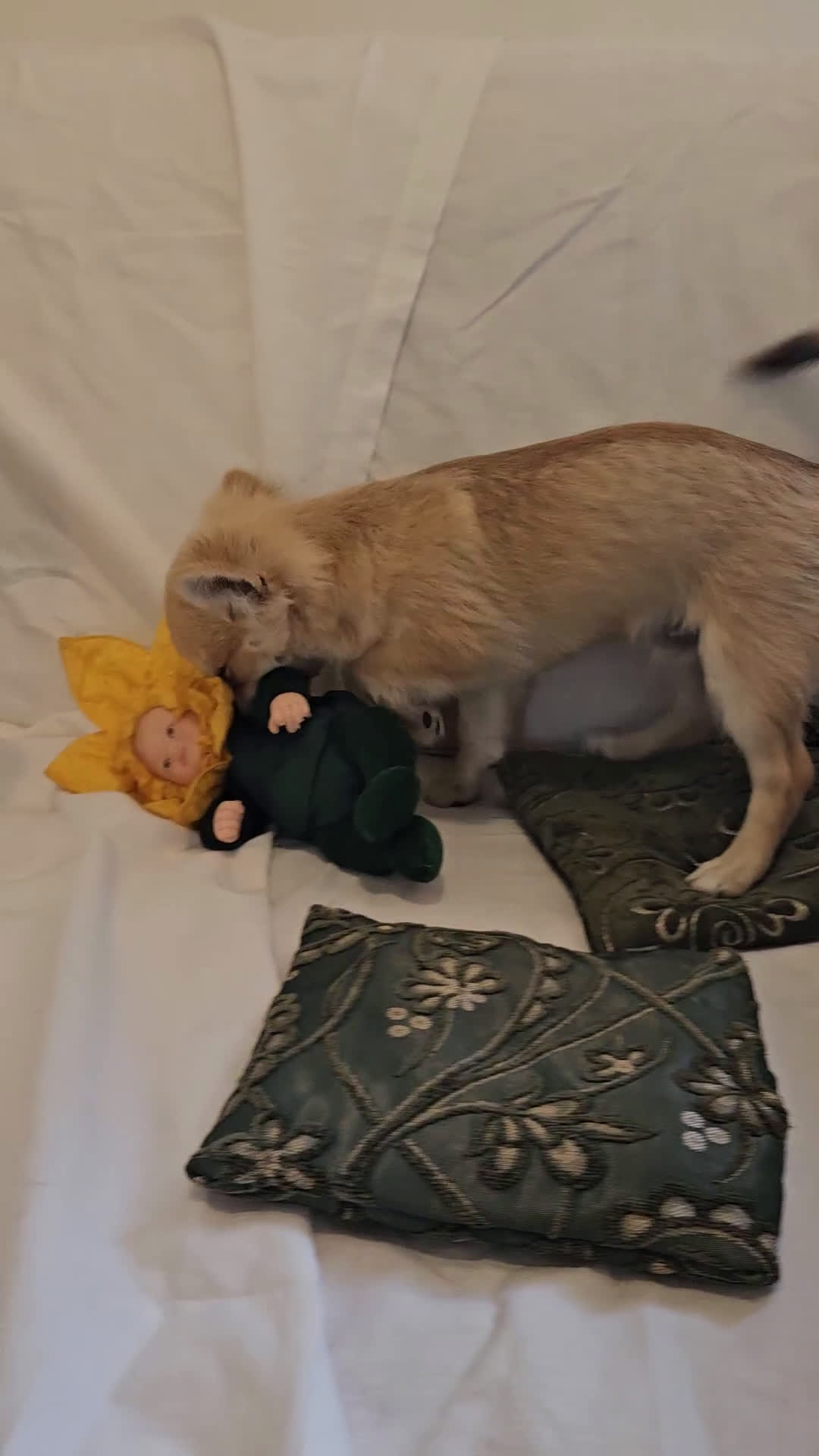 Chihuahua cani in vendita: Maschio e femmina chihuahua con Pedegree Enci  - Video 3