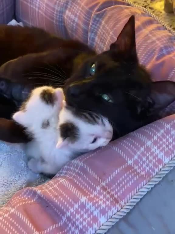 Meticcio gatti in regalo: 🐾 Splendidi gattini cercano casa! 🐾 - Video 1