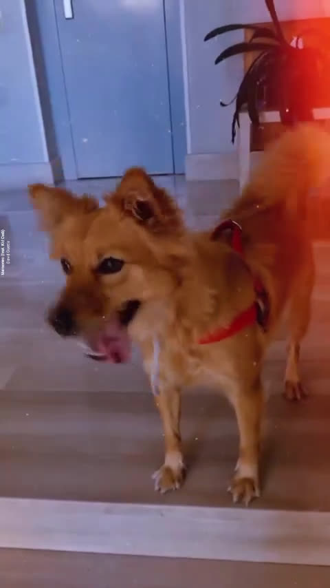 Volpino Italiano cani in regalo: Adozione per cagnolina senza razza - Video 1