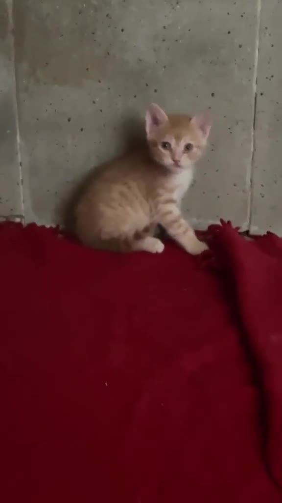Meticcio gatti in regalo: JAZZ, MICETTO ROSSO TENERISSIMO CERCA UNA MAMMA UM - Video 2