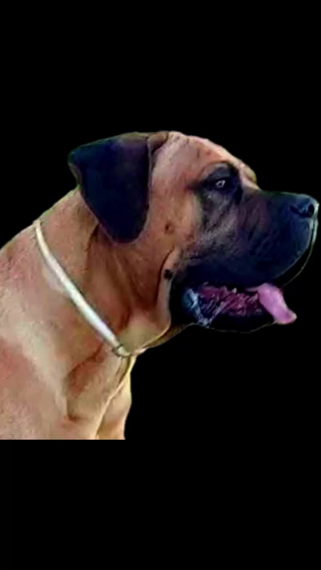 Cane Corso cani in vendita: Cane corso - Video 2