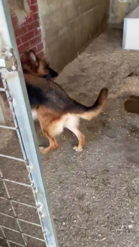 Pastore Tedesco cani in regalo: Fabia: equilibrata, socievole, affettuosa  - Video 1