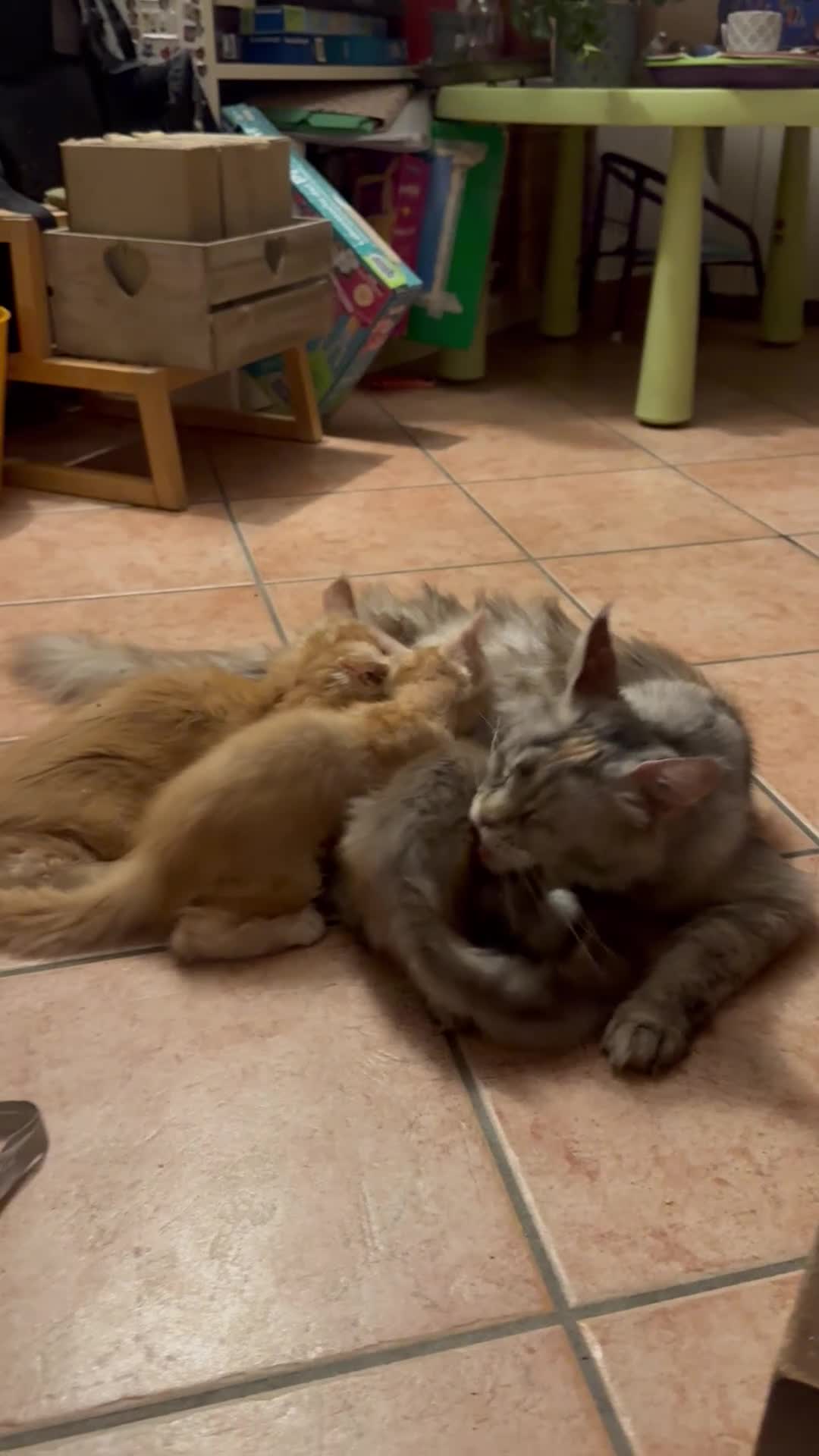 Maine Coon gatti in vendita: MAINE COON RED-WHITE PEDIGREE RIPRODUZIONE 3 rate  - Video 1