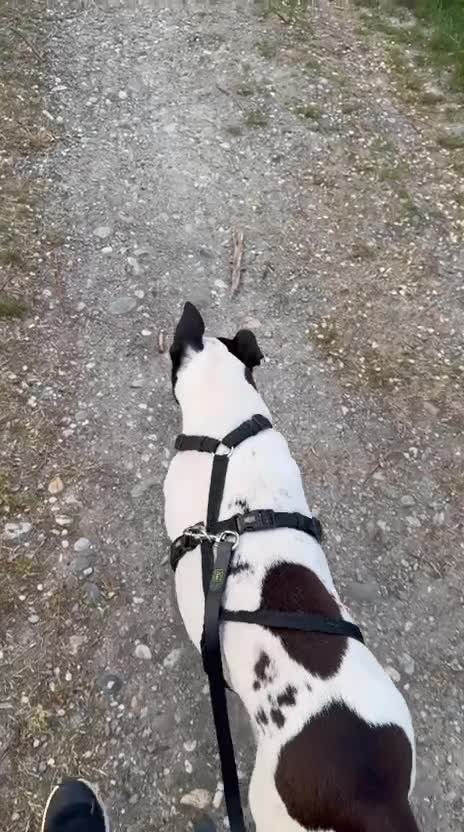 Meticcio cani in regalo: Mix molossina 2anni DOMENICA TORNA IN PUGLIA! LODI - Video 1