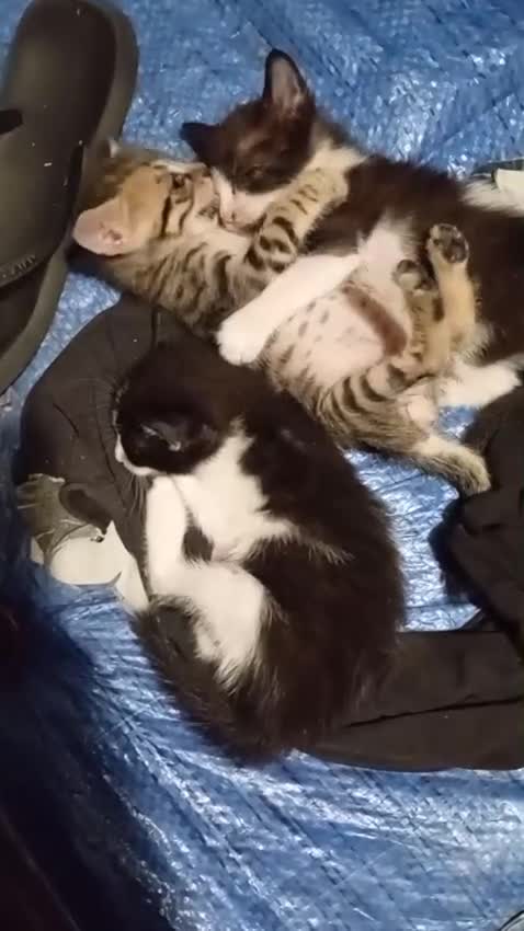 Meticcio gatti in regalo: Gattini di 2 mesi a Città metropolitana di Milano - Video 3