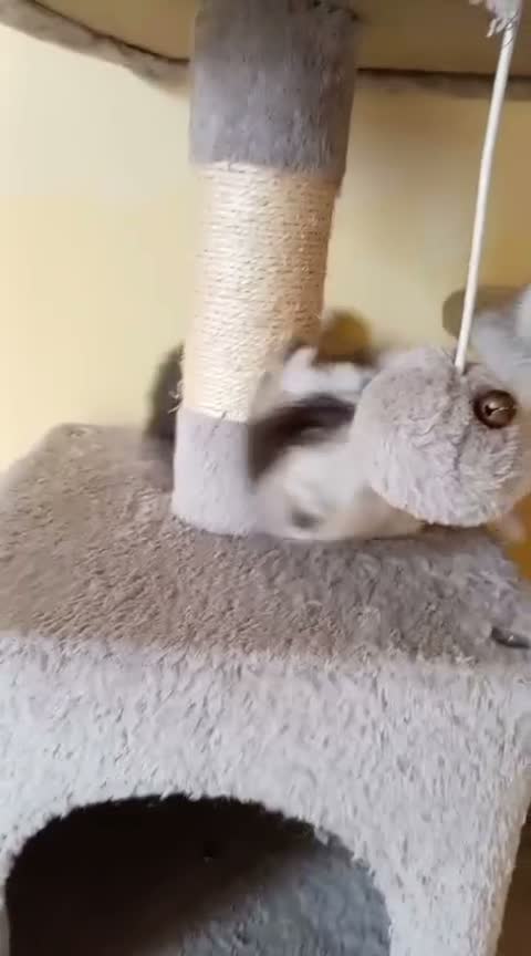 Scottish gatti in vendita: Disponibili Cuccioli Scottish - Video 3