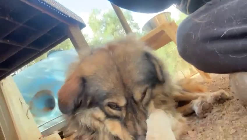 Pastore dei Carpazi cani in regalo: Max cerca casa. ottimo carattere a Ente di decentramento regionale di Udine - Video 3