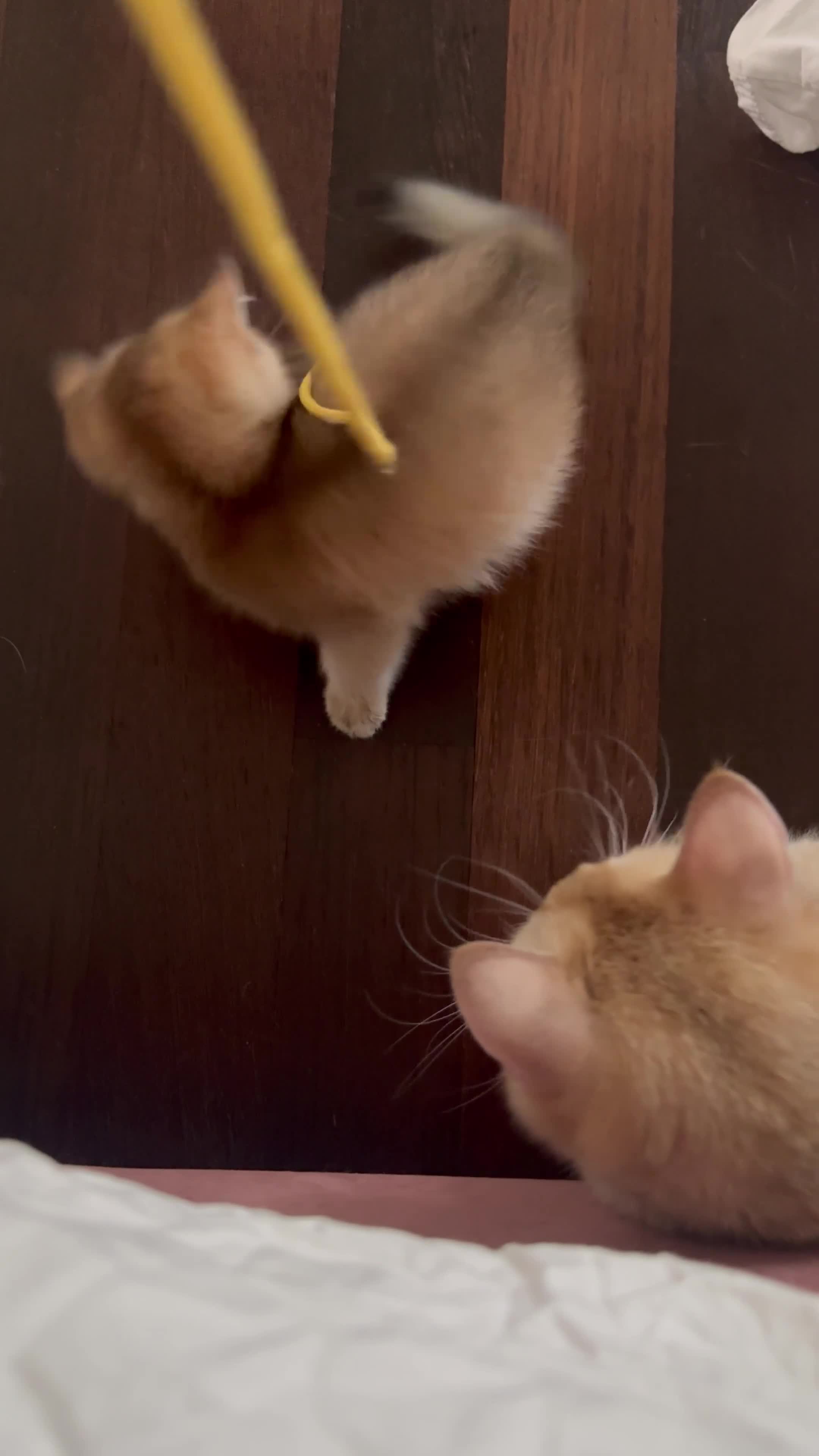Scottish gatti in vendita: Cuccioli Scottish Straight Golden Pedigree ENFI a Città metropolitana di Milano - Video 1