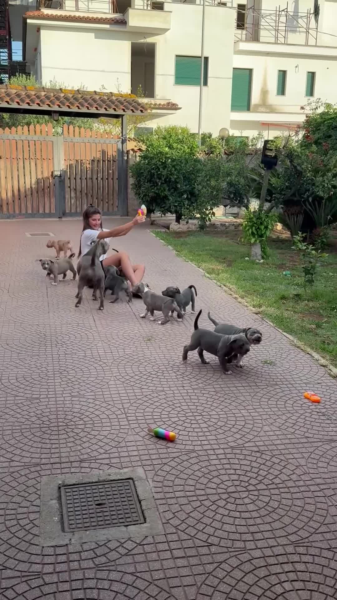 Pitbull cani in vendita: CUCCIOLI DI PITBULL CON PEDIGREE DISPONIBILI a Città metropolitana di Roma Capitale - Video 1