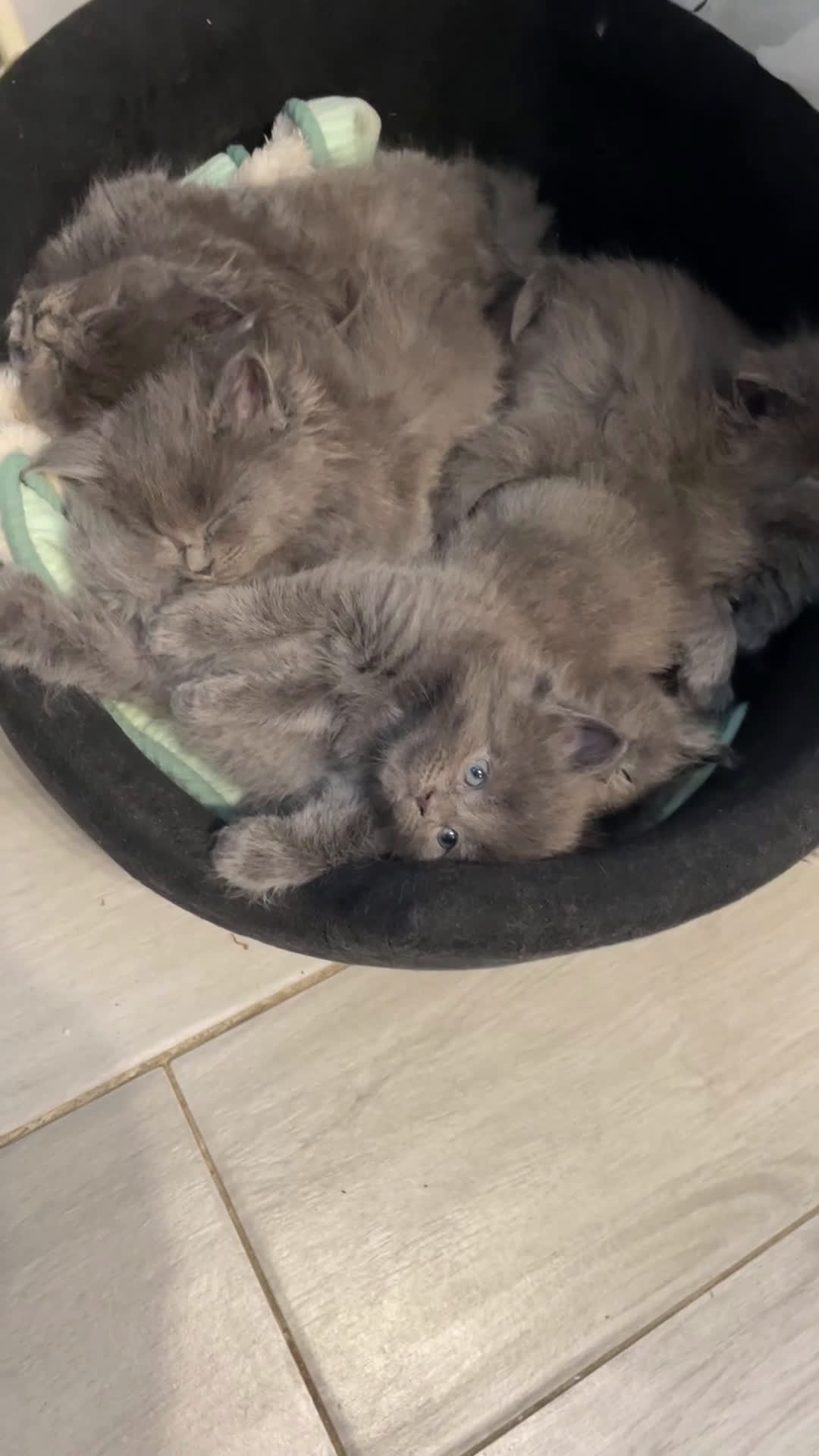 Maine Coon gatti in vendita: Cuccioli mainecoon - Video 1
