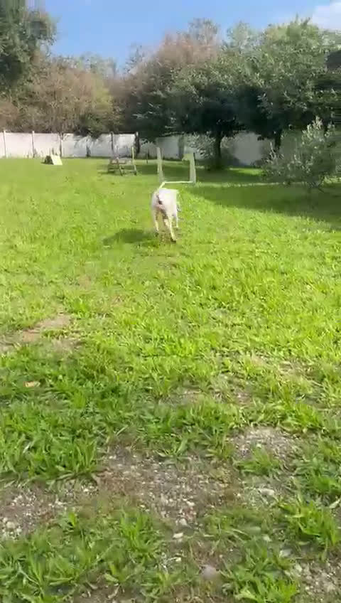 Affenpinscher cani in regalo: LOLA DOGO ARGENTINO - Video 1