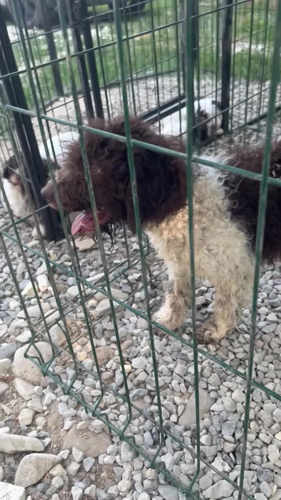 Lagotto cani in vendita: Cuccioli di lagotto - Video 1