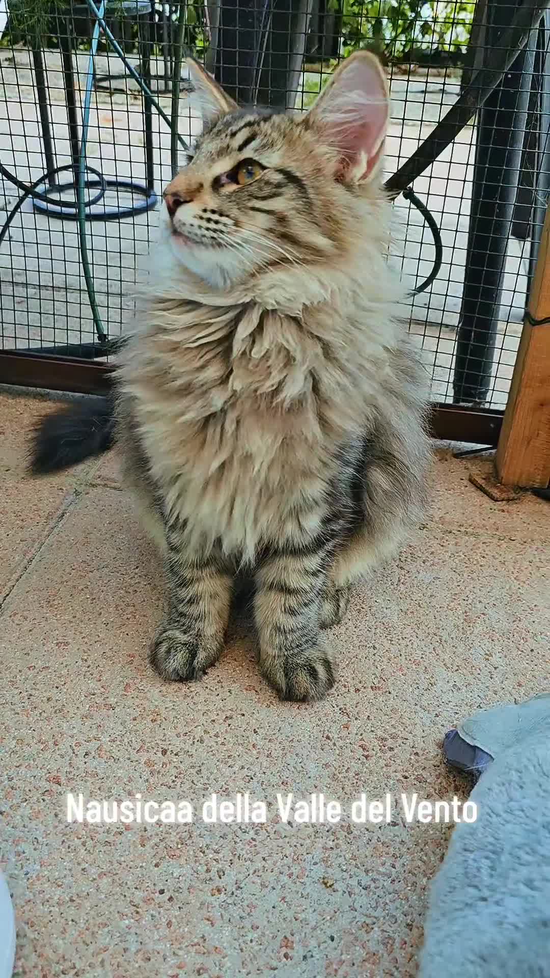 Norvegese gatti in vendita: Cuccioli di Norvegese delle Foreste - Video 1